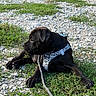 dog, puppy, black_dog, harness, leash, outdoor, grass, rocks, gravel, lying_down, sitting, animal, pet, canine, short_hair, black_fur, side_view, park, nature, portrait