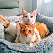 Mouky Et Serena participe au concours pour gagner de l'argent avec cette photo : animal, bed, blanket, cat, cats, chair, cozy, curtains, cute, domestic_cat, feline, fur, ginger_cat, indoor, orange_tabby, paw_prints, pet_bed, resting, snuggling, white_cat