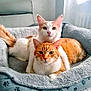 animal, bed, blanket, cat, cats, chair, cozy, curtains, cute, domestic_cat, feline, fur, ginger_cat, indoor, orange_tabby, paw_prints, pet_bed, resting, snuggling, white_cat
