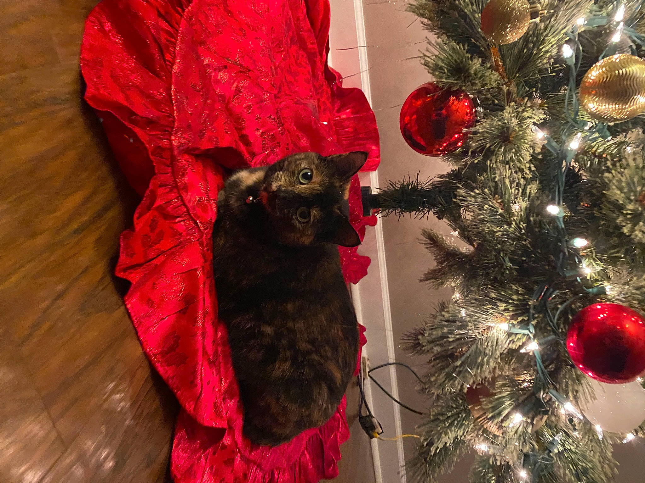Lily joined the competition — help win amazing prizes! carnivore, cat, christmas, christmas_decoration, christmas_eve, christmas_ornament, christmas_tree, event, evergreen, felidae, holiday, holiday_ornament, magenta, ornament, pattern, red, sleeve, tradition, tree, twig
