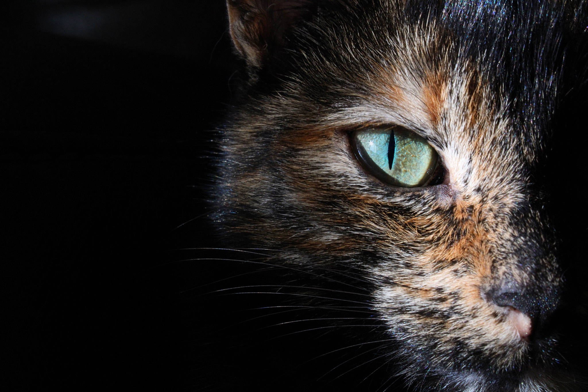 Lily joined the competition — help win amazing prizes! brown, carnivore, cat, darkness, domestic_short_haired_cat, door, ear, electric_blue, felidae, fur, macro_photography, small_to_medium_sized_cats, snout, whiskers, wildlife