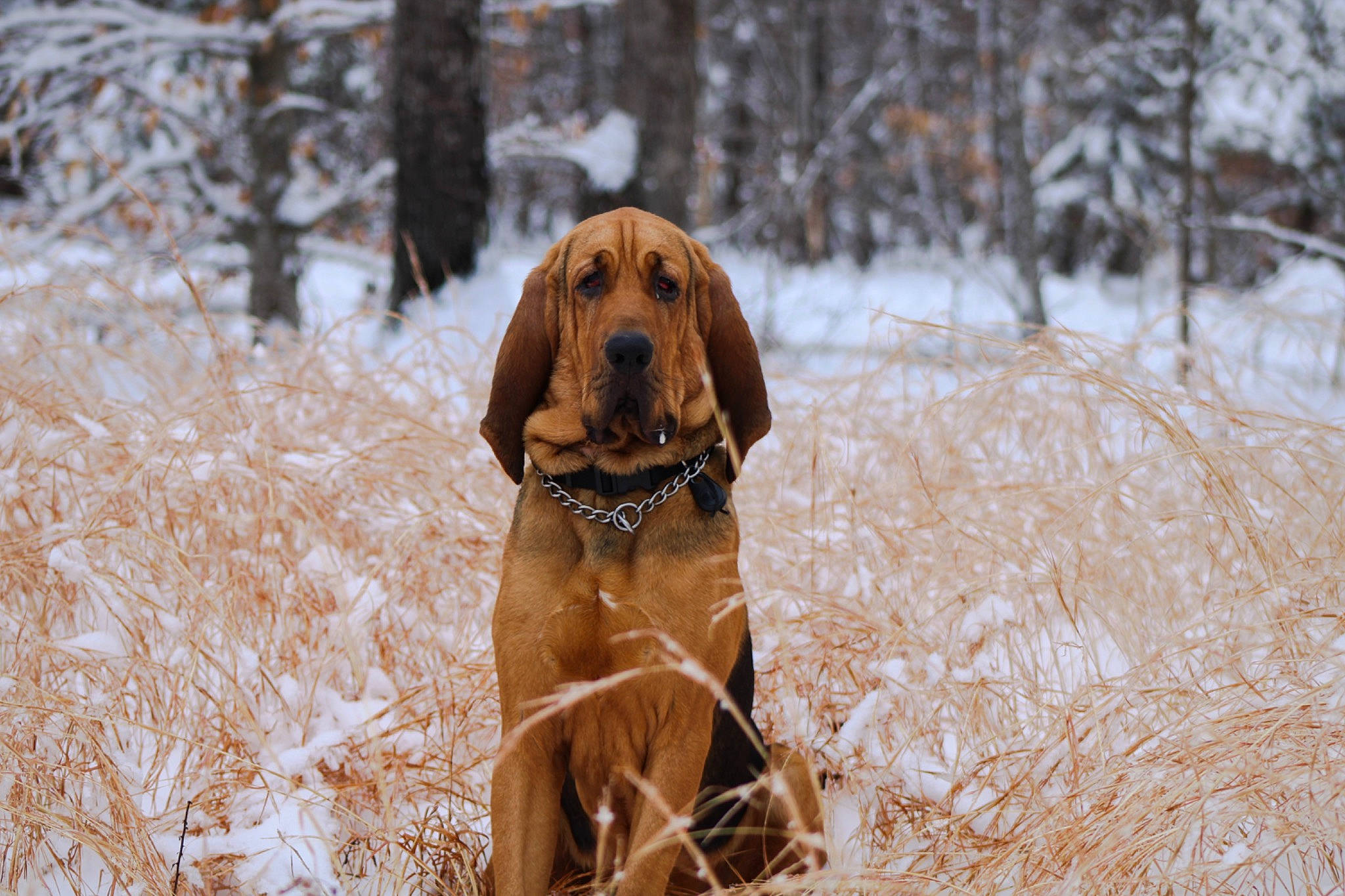 Duke is registered to the contest to win money with this photo: canidae, carnivore, companion_dog, dog, dog_breed, event, fawn, freezing, fur, gun_dog, liver, plant, pointing_breed, recreation, retriever, snout, snow, sporting_group, tree, winter