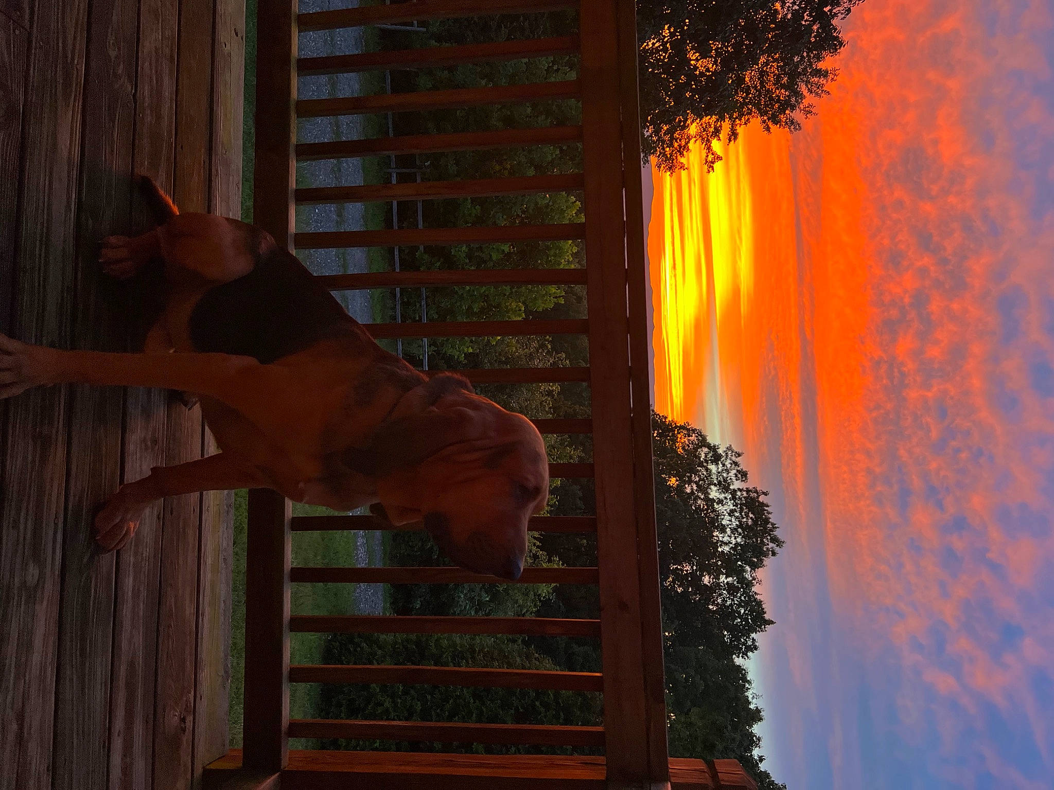 Duke joined the competition — help win amazing prizes! art, beauty, cloud, evening, facade, heat, landscape, leaf, lighting, morning, nature, orange, sky, sunrise, sunset, tints_and_shades, tree, window, wood, woody_plant