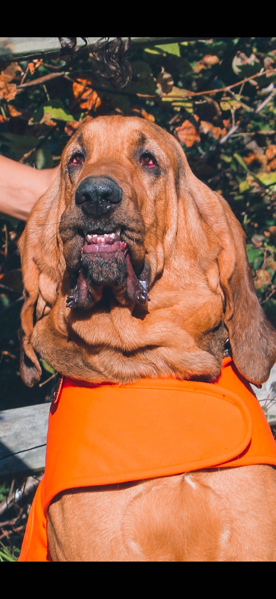 Duke is registered to the contest to win money with this photo: biting, bloodhound, canidae, carnivore, collar, companion_dog, dog, dog_breed, dog_collar, dog_supply, fawn, guard_dog, liver, molosser, snout, sporting_group, terrestrial_animal, working_animal, working_dog, wrinkle