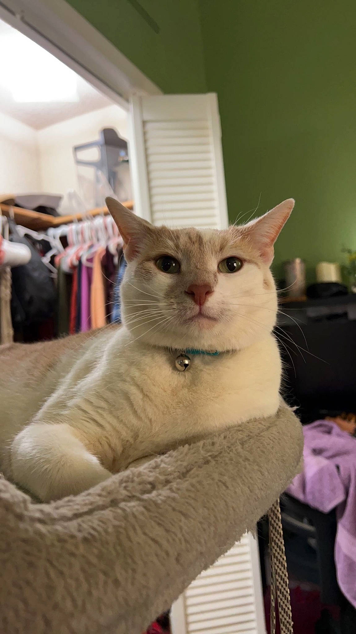 Milo joined the competition — help win amazing prizes! carnivore, cat, cat_bed, cat_supply, collar, comfort, domestic_short_haired_cat, fang, fawn, felidae, fur, pet_supply, small_to_medium_sized_cats, snout, tail, whiskers