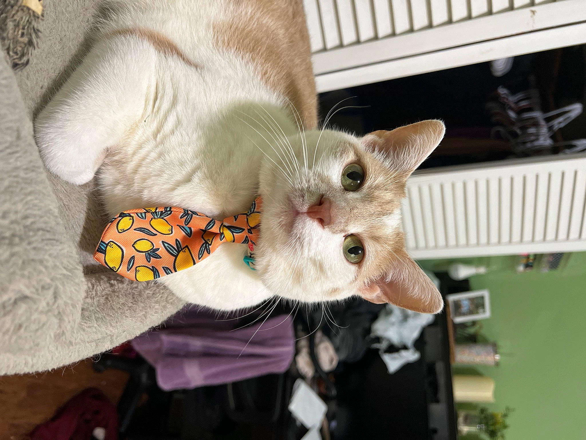 Milo joined the competition — help win amazing prizes! carnivore, cat, claw, domestic_short_haired_cat, fawn, felidae, foot, fur, nail, paw, plant, small_to_medium_sized_cats, snout, tail, tree, whiskers