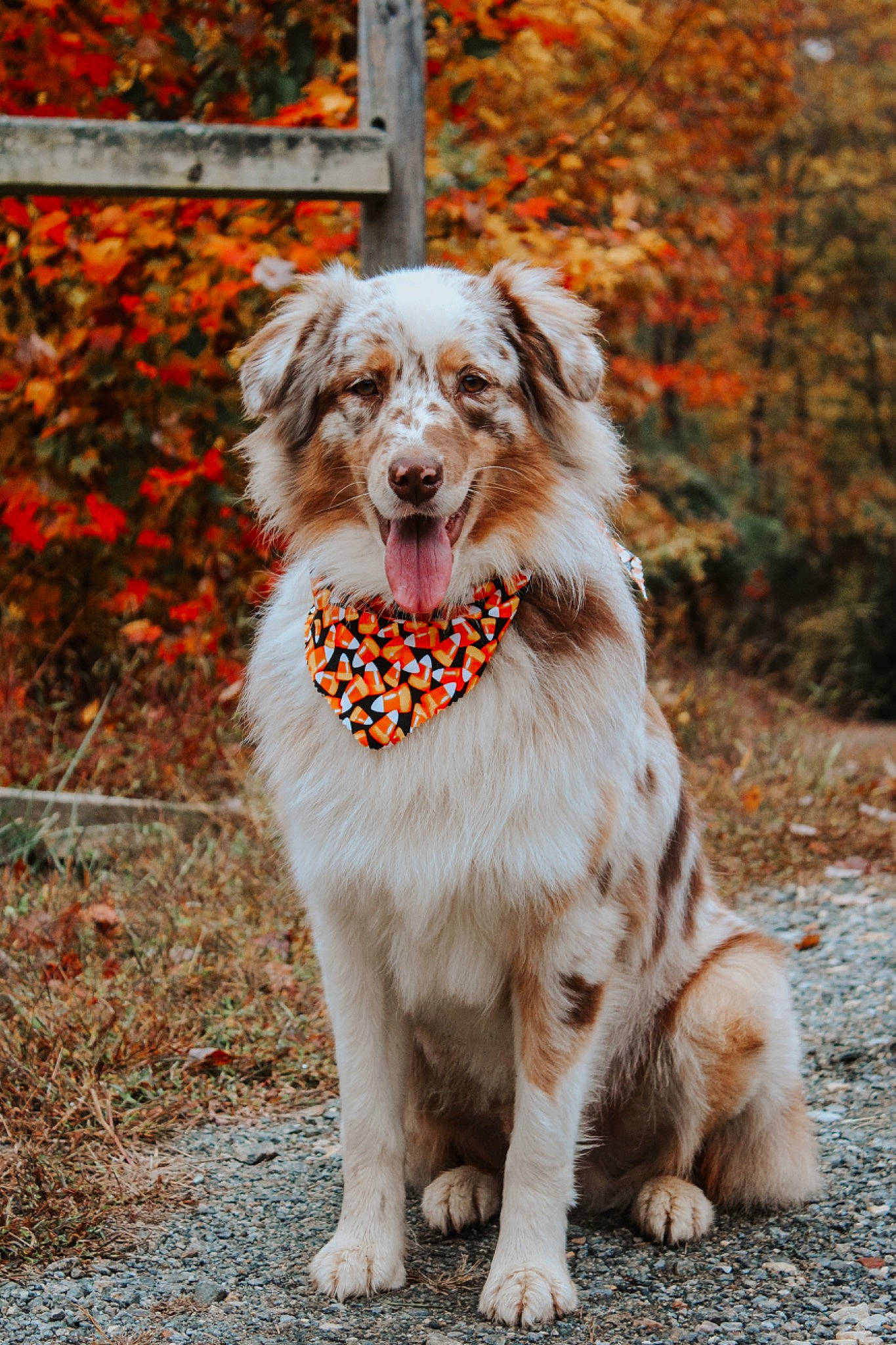 Pharaoh is registered to the contest to win money with this photo: autumn, canidae, carnivore, companion_dog, dog, dog_breed, dog_supply, fang, fawn, fur, grass, leash, plant, snout, sporting_group, tree, walking, whiskers, wood, working_dog