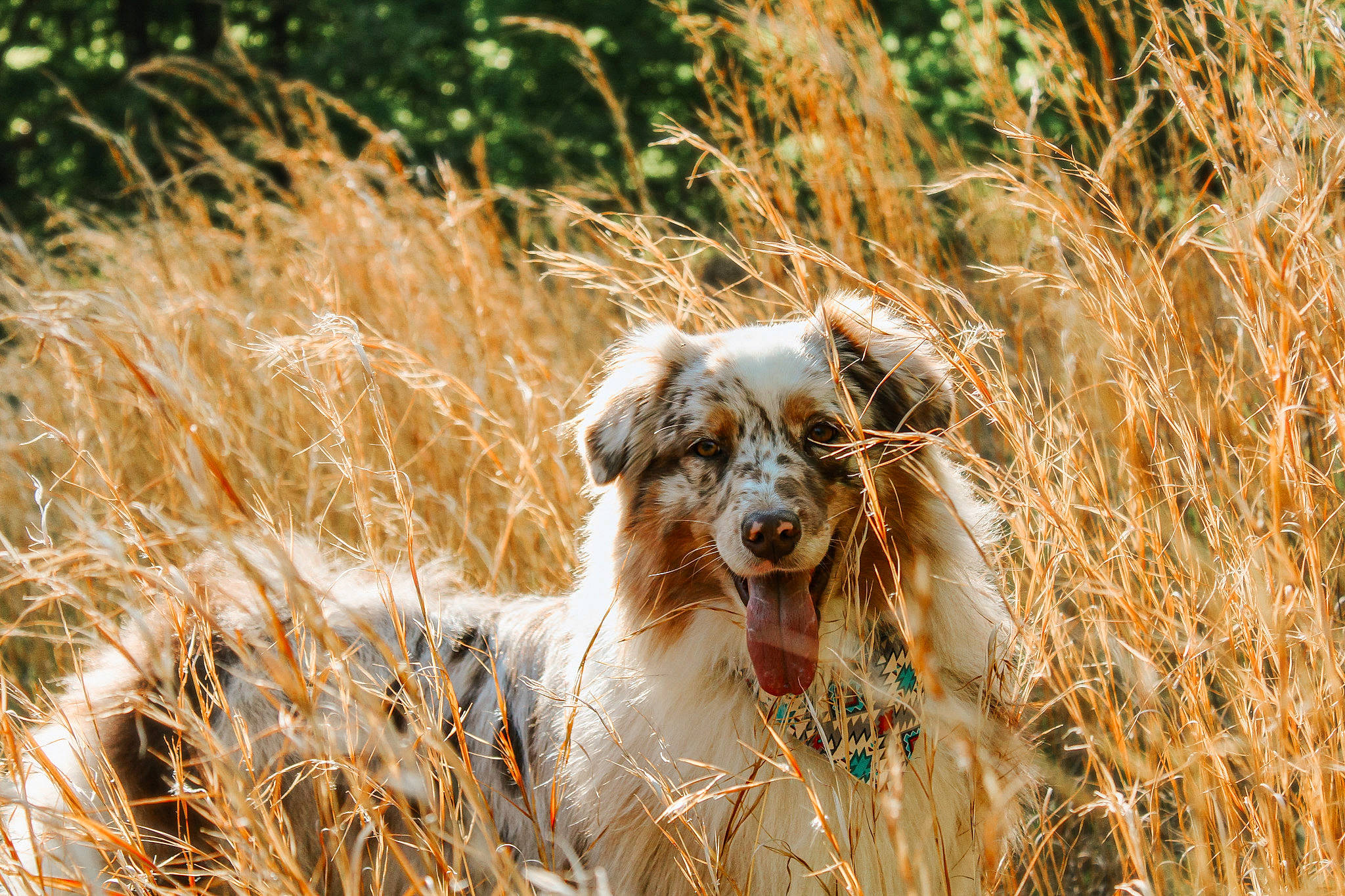 Pharaoh joined the competition — help win amazing prizes! agriculture, carnivore, companion_dog, dog, dog_breed, fawn, felidae, field, goggles, grass, grass_family, grassland, happy, landscape, natural_landscape, people_in_nature, plant, prairie, sporting_group, terrestrial_animal