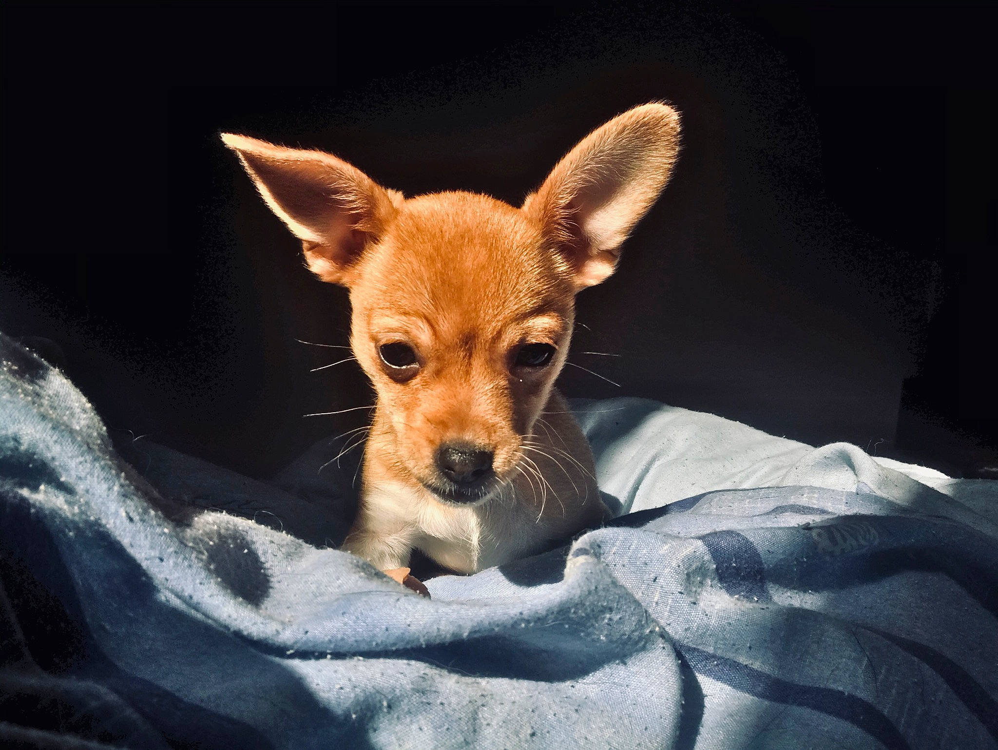 Rayley a rejoint le concours — aidez-le/la à gagner de superbes lots ! bed, brown, canidae, carnivore, dog, dog_breed, fawn, linens, paw, snout, terrestrial_animal, toy_dog, vertebrate, whiskers, working_dog