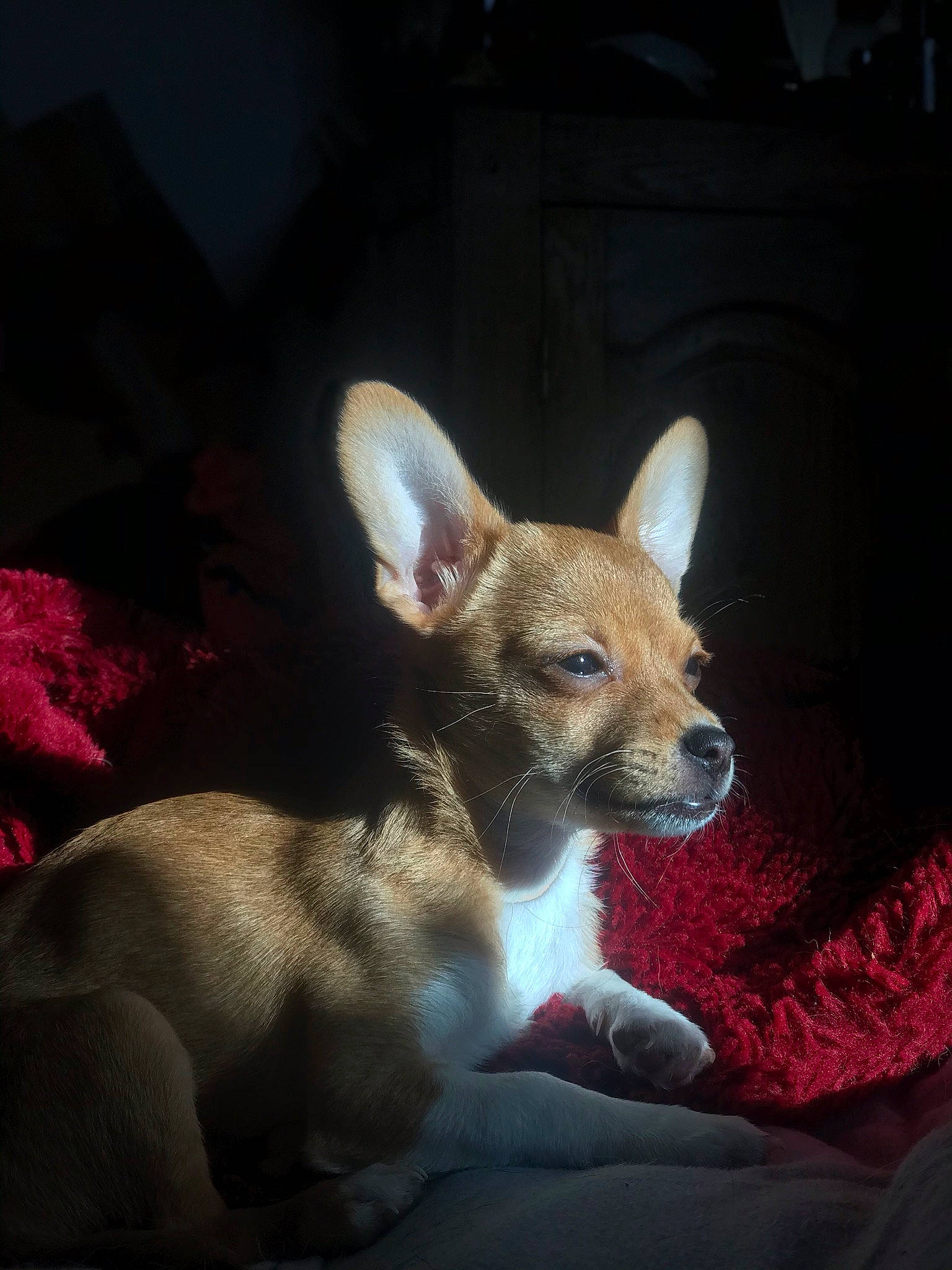 Rayley participe au concours pour gagner de l'argent avec cette photo : canidae, carnivore, chihuahua, comfort, dog, dog_breed, fawn, liver, snout, toy_dog, whiskers, working_animal, working_dog