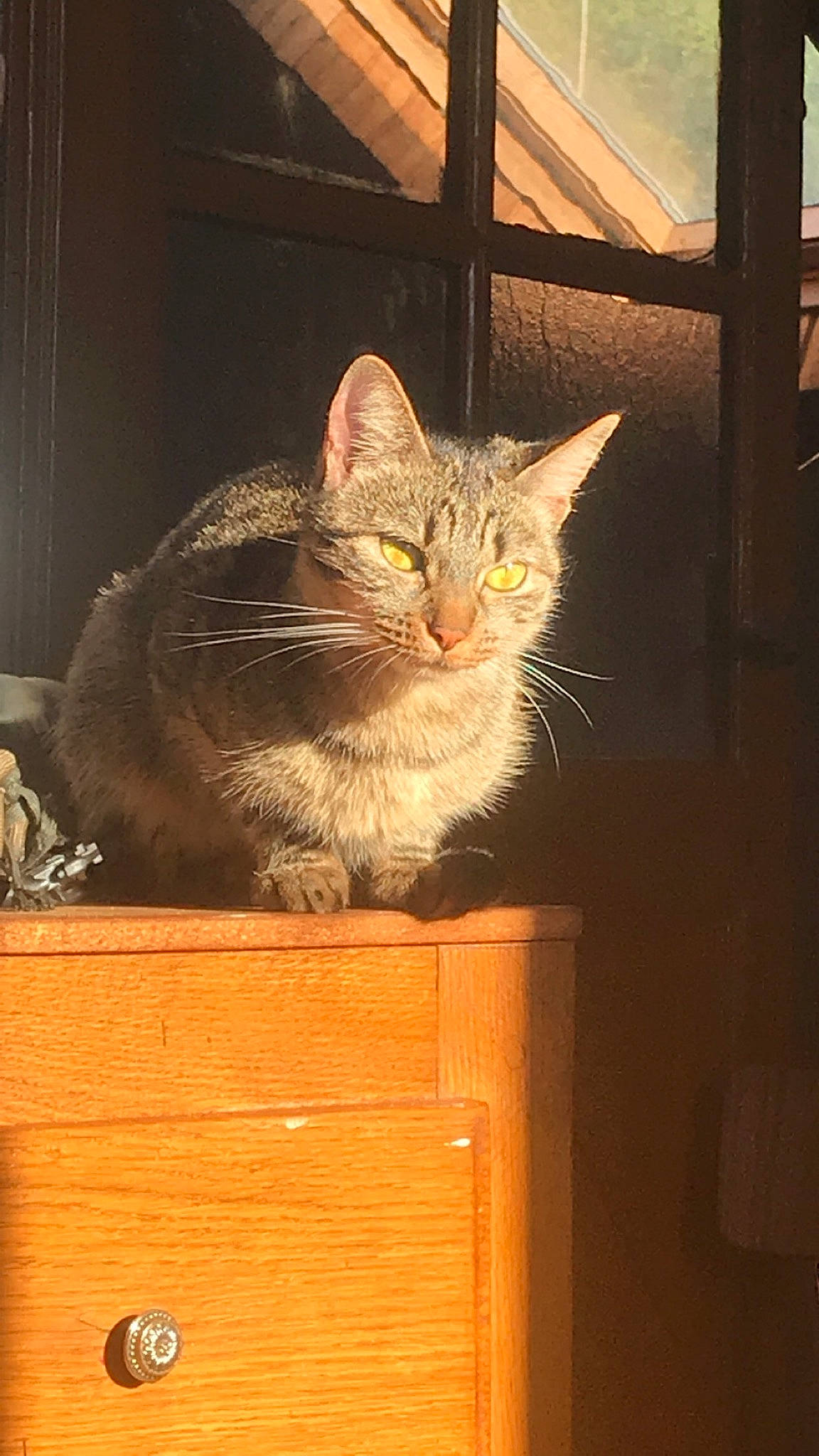 Loca a rejoint le concours — aidez-le/la à gagner de superbes lots ! carnivore, cat, cat_furniture, cat_supply, chest, chest_of_drawers, chiffonier, domestic_short_haired_cat, dresser, felidae, pet_supply, sideboard, small_to_medium_sized_cats, tabby_cat, varnish, vertebrate, whiskers, wood, wood_stain