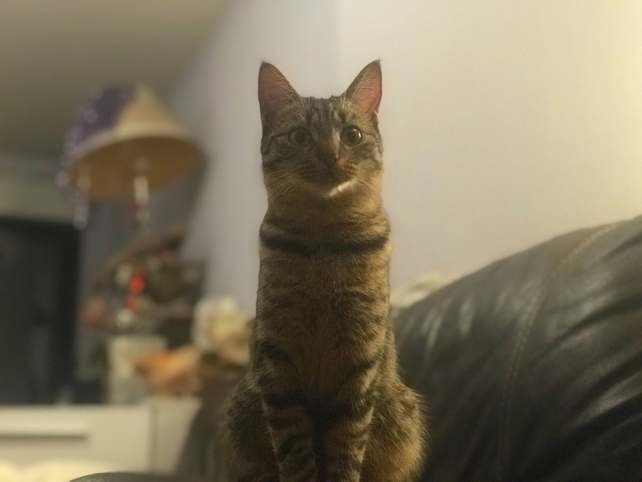 Loca participe au concours pour gagner de l'argent avec cette photo : asian, california_spangled, carnivore, cat, domestic_short_haired_cat, dragon_li, european_shorthair, felidae, fur, german_rex, mammal, small_to_medium_sized_cats, snout, tabby_cat, tail, vertebrate, whiskers