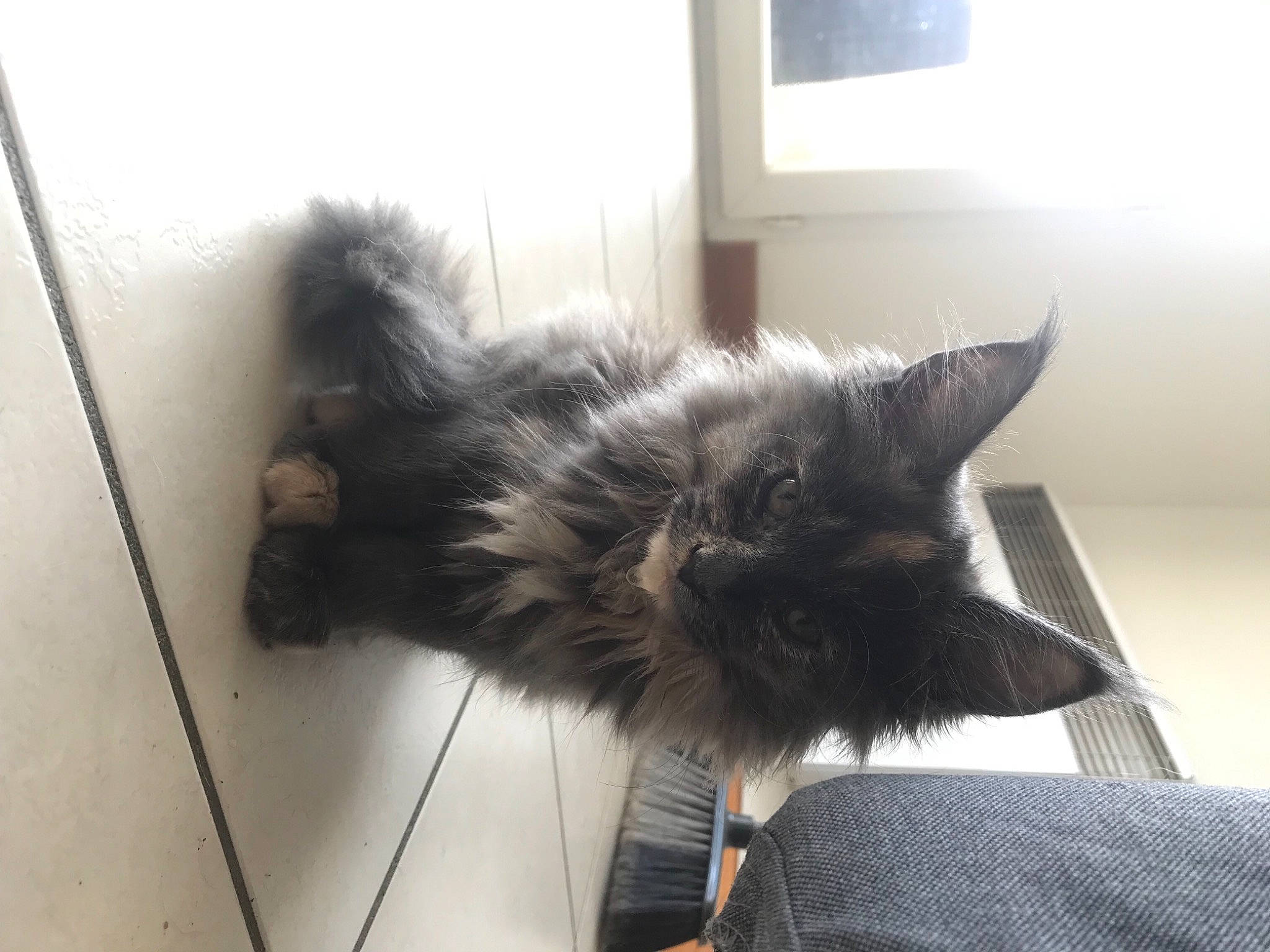 Nirvâna participe au concours pour gagner de l'argent avec cette photo : black_cat, carnivore, cat, claw, comfort, dog_breed, domestic_short_haired_cat, felidae, flooring, fur, grey, hardwood, paw, room, small_to_medium_sized_cats, snout, tail, television, whiskers, window