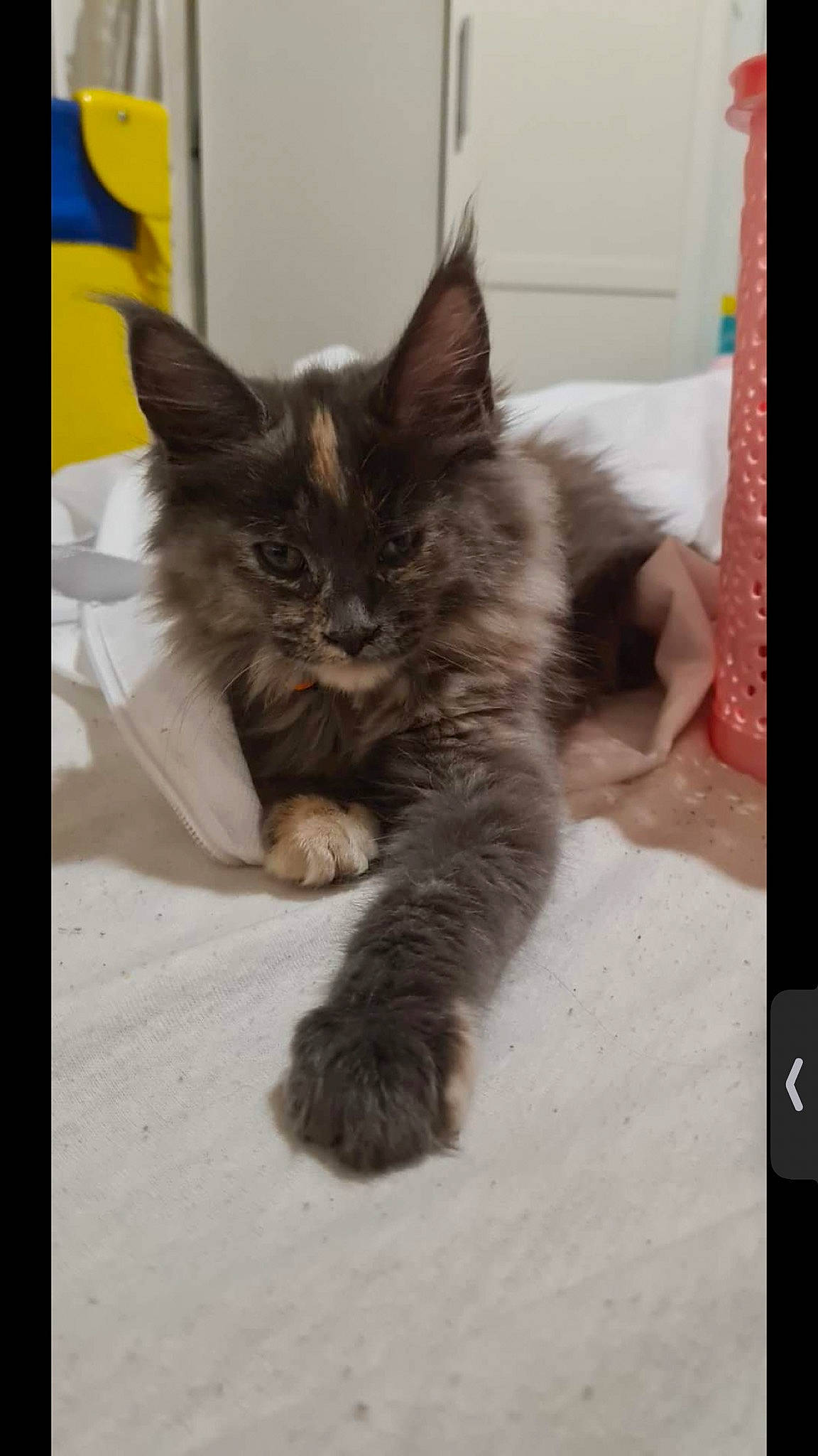 Nirvâna a rejoint le concours — aidez-le/la à gagner de superbes lots ! box, british_longhair, carnivore, cat, claw, comfort, domestic_short_haired_cat, fawn, felidae, flooring, fur, maine_coon, paw, photo_caption, small_to_medium_sized_cats, snout, tail, terrestrial_animal, whiskers