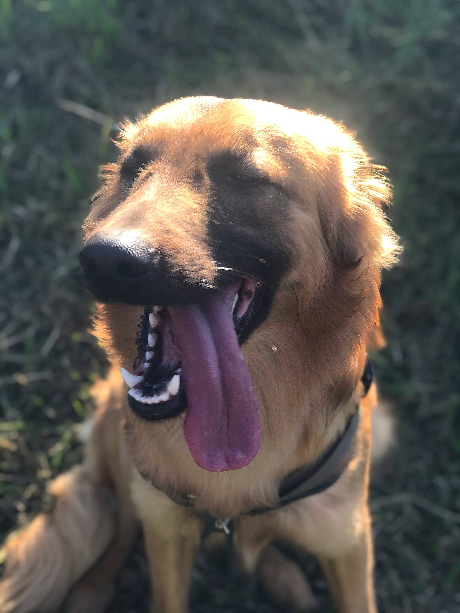 Pantxo a rejoint le concours — aidez-le/la à gagner de superbes lots ! canidae, carnivore, companion_dog, dog, dog_breed, fawn, golden_retriever, hovawart, labrador_retriever, mammal, nose, retriever, snout, sporting_group, vertebrate