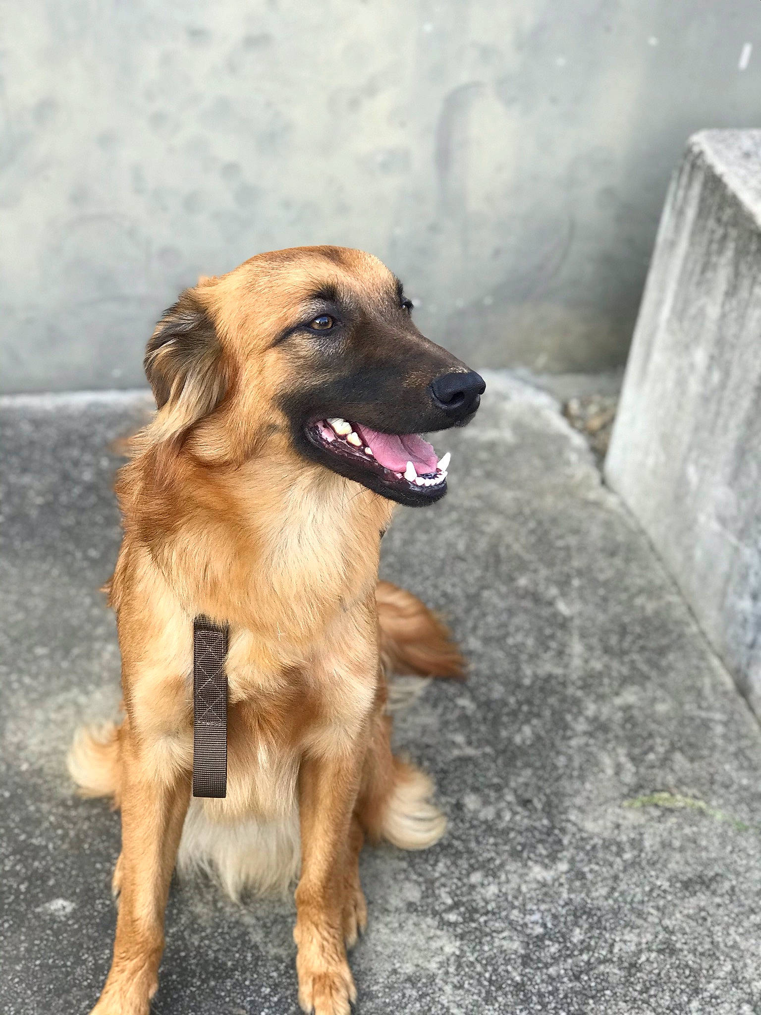 Pantxo a rejoint le concours — aidez-le/la à gagner de superbes lots ! canidae, carnivore, dog, dog_breed, estrela_mountain_dog, fawn, german_shepherd_dog, leonberger, mammal, rare_breed_dog, snout, sporting_group, street_dog, vertebrate, working_dog