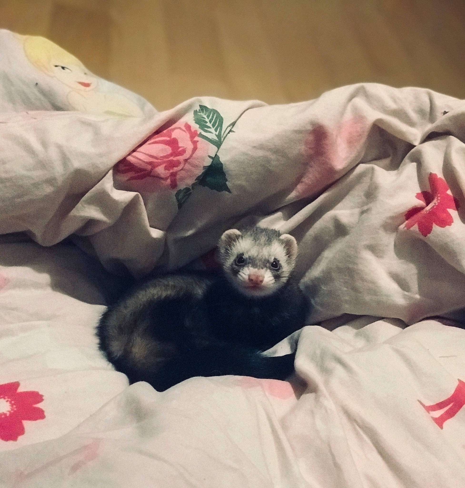 Chanel participe au concours pour gagner de l'argent avec cette photo : bed_sheet, canidae, carnivore, cat, comfort, ear, felidae, ferret, fur, furniture, kitten, linens, mustelidae, mustelinae, nap, polecat, puppy, tail, textile, whiskers