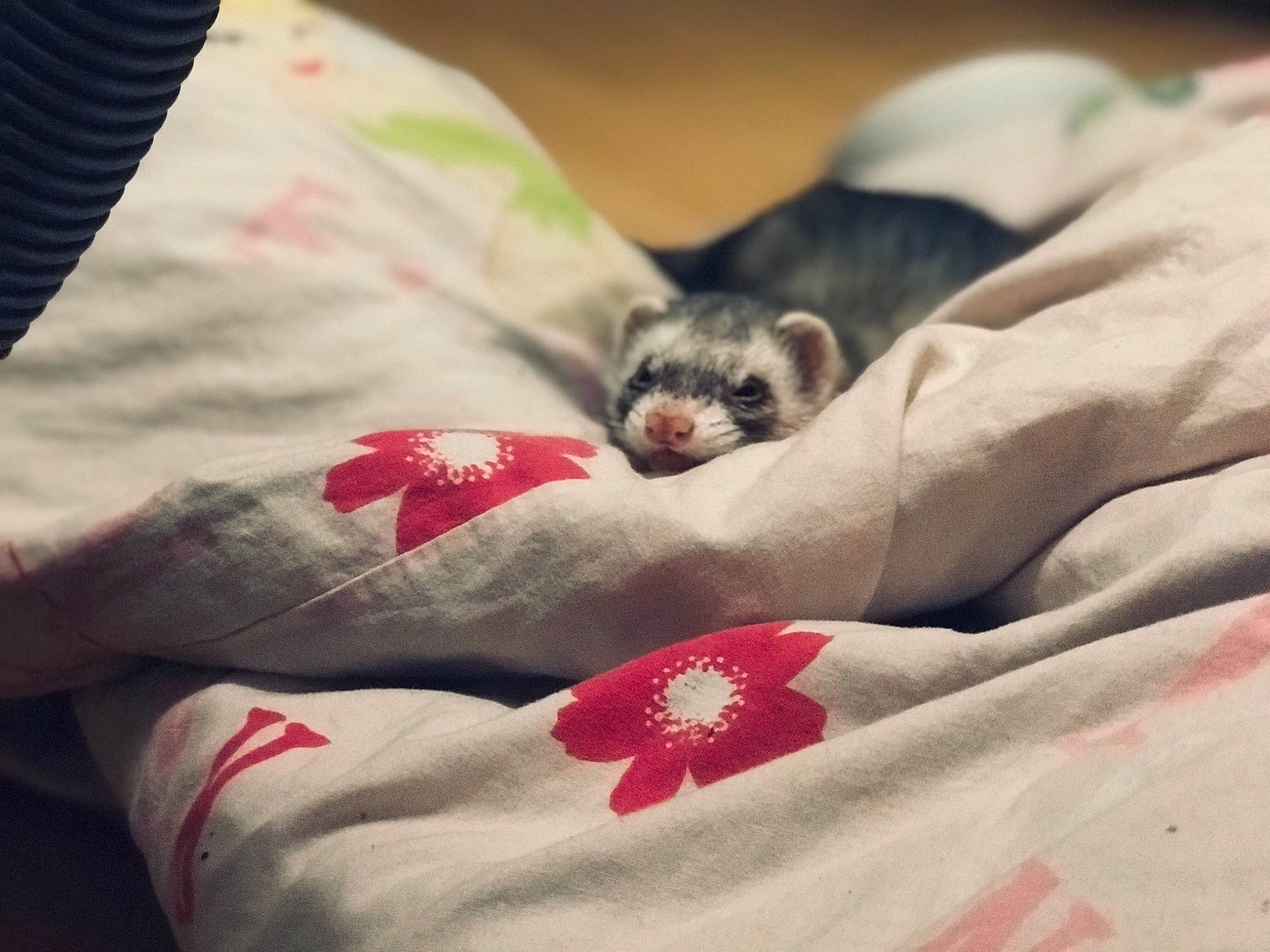 Chanel a rejoint le concours — aidez-le/la à gagner de superbes lots ! bed_sheet, canidae, carnivore, cat, companion_dog, dog, ferret, furniture, linens, mustelidae, nap, puppy, shih_tzu, textile, toy_dog, whiskers