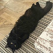 Salem is registered to the contest to win money with this photo: belly_up, black_cat, cat, cozy, fluffy_fur, furniture_edge, hardwood_floor, home_interior, indoor, looking_up, paws, pet, playful, relaxed, rug, sleepy, tail, texture, whiskers, yellow_eyes