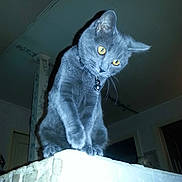 Blu participe au concours pour gagner de l'argent avec cette photo :
