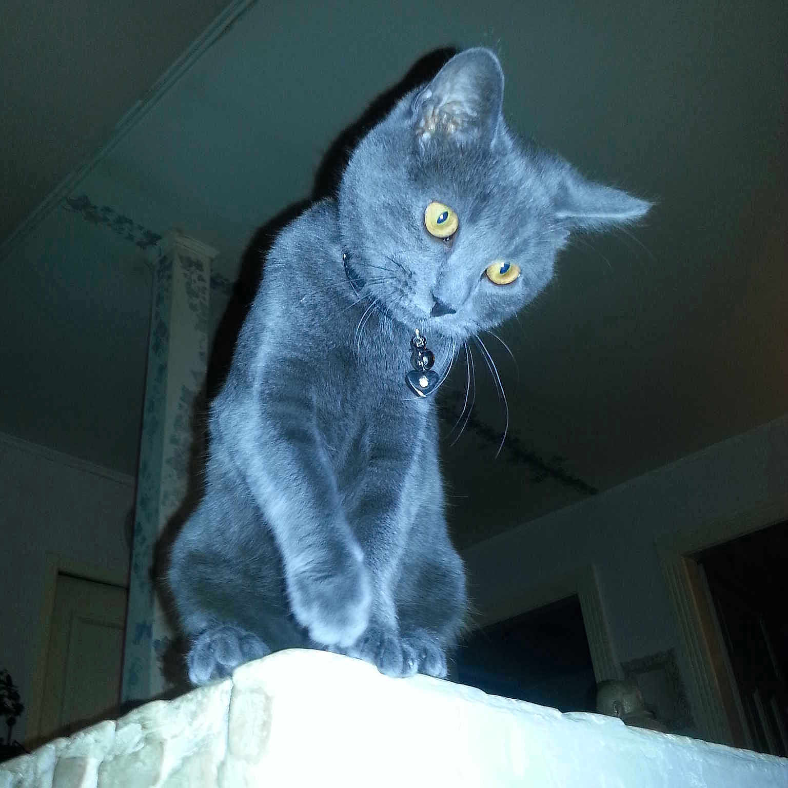 Blu