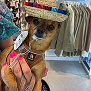 Moka participe au concours pour gagner de l'argent avec cette photo : dog, sombrero, hat, pet, small_dog, harness, leash, hand, person, nail_polish, clothing_store, clothes, hanger, basket, floor, indoor, cute, brown_dog, accessory, fashion