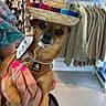 dog, sombrero, hat, pet, small_dog, harness, leash, hand, person, nail_polish, clothing_store, clothes, hanger, basket, floor, indoor, cute, brown_dog, accessory, fashion
