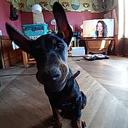 Tara participe au concours pour gagner de l'argent avec cette photo : dog, black_dog, tan_markings, large_ears, sitting, indoor, living_room, wooden_floor, television, furniture, window, sunlight, collar, pet, portrait, close_up, alert, canine, home, household