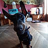 dog, black_dog, tan_markings, large_ears, sitting, indoor, living_room, wooden_floor, television, furniture, window, sunlight, collar, pet, portrait, close_up, alert, canine, home, household