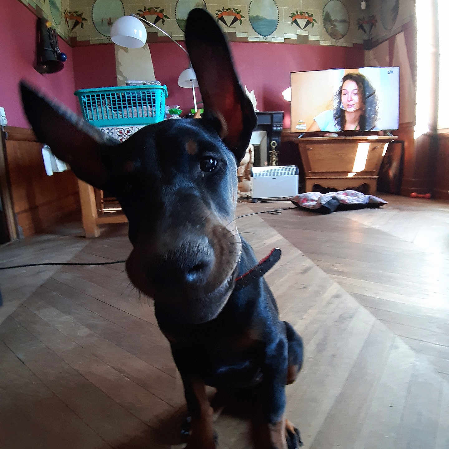 Tara participe au concours pour gagner de l'argent avec cette photo : dog, black_dog, tan_markings, large_ears, sitting, indoor, living_room, wooden_floor, television, furniture, window, sunlight, collar, pet, portrait, close_up, alert, canine, home, household