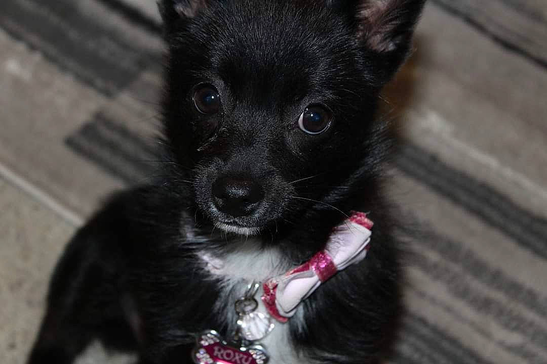 Roxy is registered to the contest to win money with this photo: canidae, carnivore, companion_dog, dog, dog_breed, mammal, non_sporting_group, puppy, rare_breed_dog, schipperke, snout, vertebrate, whiskers