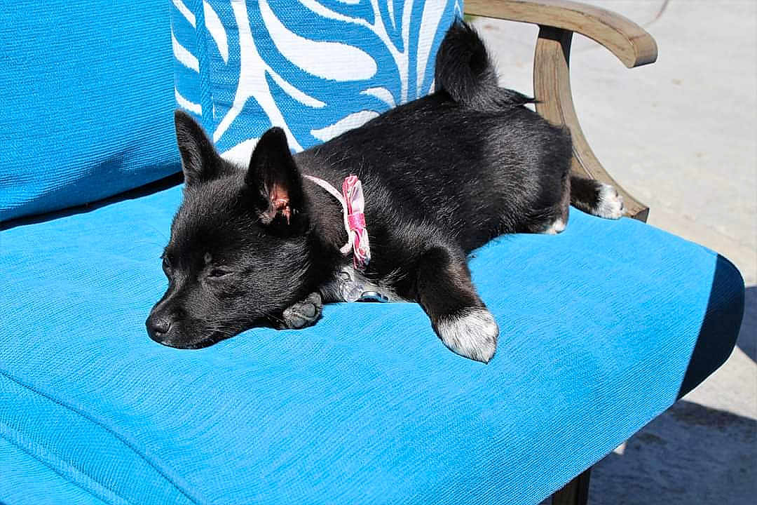 Roxy