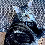Jack Rabbit joined the competition — help win amazing prizes! animal, cat, cute, domestic_cat, eyes, feline, floor, fur, home, indoor, laying_down, looking, mammal, pet, relaxed, resting, rug, tabby_cat, texture, whiskers