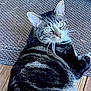 animal, cat, cute, domestic_cat, eyes, feline, floor, fur, home, indoor, laying_down, looking, mammal, pet, relaxed, resting, rug, tabby_cat, texture, whiskers