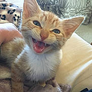 Pumpkin is registered to the contest to win money with this photo: