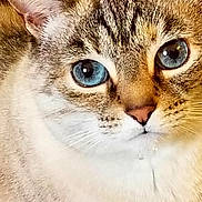 Sweetie joined the competition — help win amazing prizes! cat, close_up, blue_eyes, fur, whiskers, pet, animal, cute, face, portrait, mammal, looking, ears, domestic_cat, feline, soft_light, indoor, curious, expression, droplet