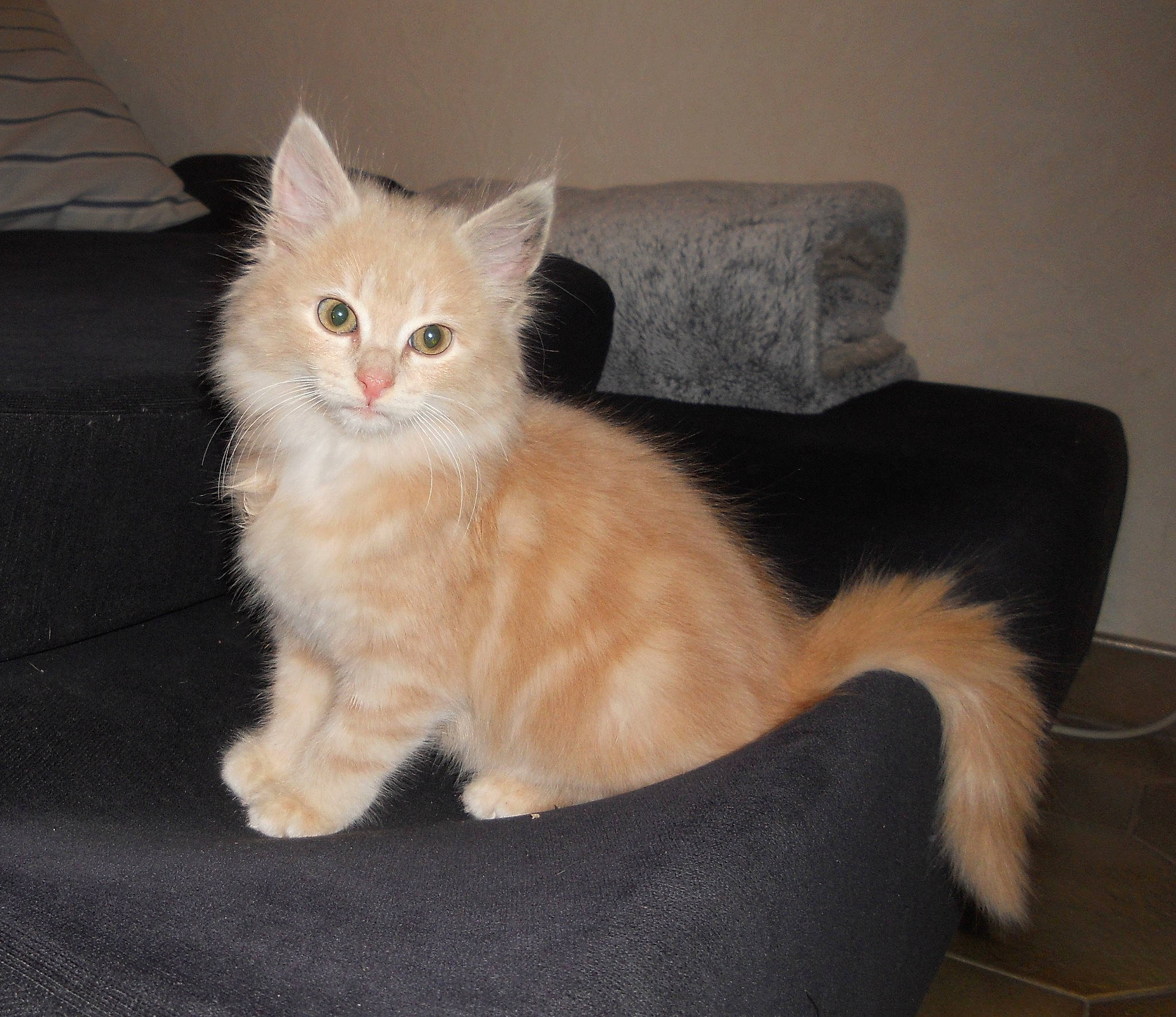 Newt a rejoint le concours — aidez-le/la à gagner de superbes lots ! asian, asian_semi_longhair, british_semi_longhair, carnivore, cat, cymric, domestic_long_haired_cat, fawn, felidae, fur, mammal, napoleon_cat, norwegian_forest_cat, persian, ragamuffin, small_to_medium_sized_cats, tail, turkish_angora, vertebrate, whiskers