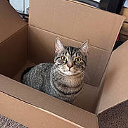 Rusty is registered to the contest to win money with this photo: cat, tabby_cat, pet, animal, feline, cardboard_box, box, sitting, portrait, indoors, carpet, home, shelves, fur, striped_fur, whiskers, ears, yellow_eyes, looking_at_camera, cute