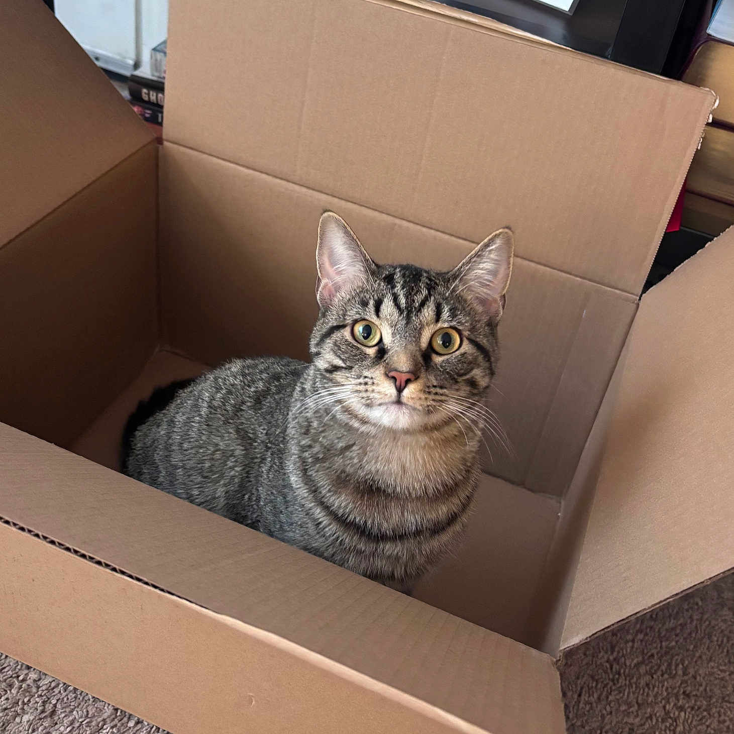 Rusty is registered to the contest to win money with this photo: cat, tabby_cat, pet, animal, feline, cardboard_box, box, sitting, portrait, indoors, carpet, home, shelves, fur, striped_fur, whiskers, ears, yellow_eyes, looking_at_camera, cute