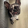 Buzz a rejoint le concours — aidez-le/la à gagner de superbes lots ! dog, french_bulldog, puppy, indoor, leather_couch, wooden_floor, curtain, tongue_out, pet, canine, adorable, looking_up, close_up, domestic, companion_animal, young_dog, fur_pattern, cute, sitting, household