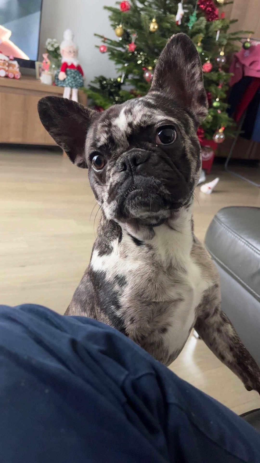Buzz participe au concours pour gagner de l'argent avec cette photo : dog, french_bulldog, puppy, brindle, curious, indoor, christmas_tree, holiday_decorations, living_room, wooden_floor, sofa, blurred_background, pet, animal, cute, closeup, ears_up, looking_at_camera, domestic, companion