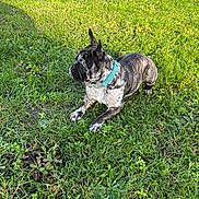 Buzz a rejoint le concours — aidez-le/la à gagner de superbes lots ! dog, french_bulldog, brindle, collar, grass, outdoor, pet, canine, animal, laying_down, greenery, sunlight, nature, mammal, cute, small_dog, ears_up, side_view, alert, summer