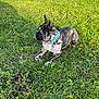 dog, french_bulldog, brindle, collar, grass, outdoor, pet, canine, animal, laying_down, greenery, sunlight, nature, mammal, cute, small_dog, ears_up, side_view, alert, summer