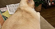 Flash joined the competition — help win amazing prizes! cat, beige_couch, papers, plant, wooden_floor, decorative_shelf, indoor, relaxed, feline, home, furniture, tail, ear, back, cozy, domestic, animal, resting, houseplant, soft_fur