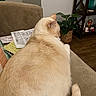 cat, beige_couch, papers, plant, wooden_floor, decorative_shelf, indoor, relaxed, feline, home, furniture, tail, ear, back, cozy, domestic, animal, resting, houseplant, soft_fur