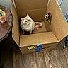 Flash joined the competition — help win amazing prizes! animal, cardboard_box, cat, cream_colored, curious, domestic, feather_toy, feline, flooring, home, indoor, light_brown, looking_up, pet, playful, potted_plant, sitting, table, toy_mouse, wooden_floor