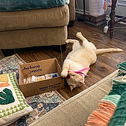 Flash joined the competition — help win amazing prizes! cat, playing, toy, feather, cardboard_box, couch, cushion, rug, wooden_floor, living_room, indoor, pet, feline, relaxed, cozy, furniture, home_decor, colorful, texture, casual