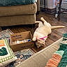 cat, playing, toy, feather, cardboard_box, couch, cushion, rug, wooden_floor, living_room, indoor, pet, feline, relaxed, cozy, furniture, home_decor, colorful, texture, casual