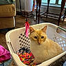 Flash joined the competition — help win amazing prizes! cat, laundry_basket, feather_toy, indoor, wooden_floor, window, chair, colorful_clothes, curious, pet, feline, household, relaxing, domestic, cozy, sunlight, playful, animal, home, comfortable