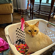 Flash joined the competition — help win amazing prizes! armchair, cat, colorful_clothes, cream_colored_cat, curious, cushion, decor, drapes, feather_toy, floor_lamp, furniture, home, indoor, laundry_basket, living_room, pet, relaxing, sunlight, window, wooden_floor